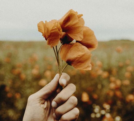 Eine Hand hält orangefarbene Mohnblumen in einem Feld.
